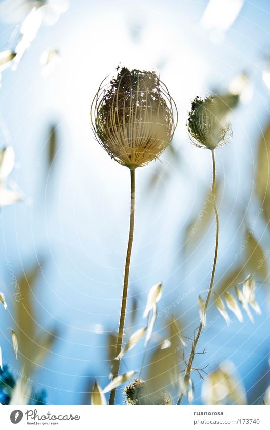 Gras Pflanze Mauerpflanze Tag Sonne Feld Kunst Experiment blau Farbe Sommer Blume Blüte