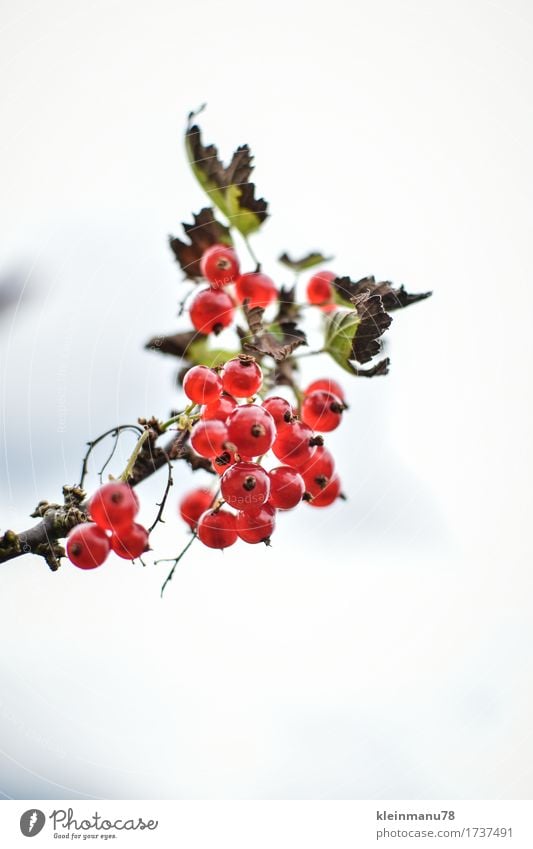 Johannisbeere Lebensmittel Frucht Marmelade Ernährung Vegetarische Ernährung Gesunde Ernährung Garten Natur Sonne Sommer Pflanze Sträucher Nutzpflanze Blühend