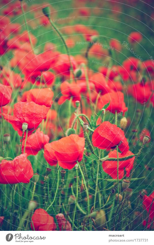 Mohnfeld Klatschmohn rot Blume Blüte Sommer grün Natur natürlich Nahaufnahme