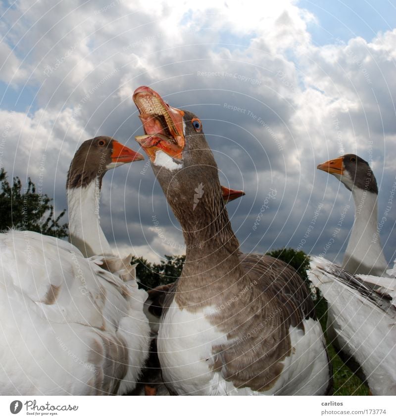 Ich hab so'n Hals, mein Freund. Weitwinkel Tierporträt Wiese Dorf Haustier Flügel Gans Feder Federvieh Tiergruppe beobachten Blick schreien Aggression