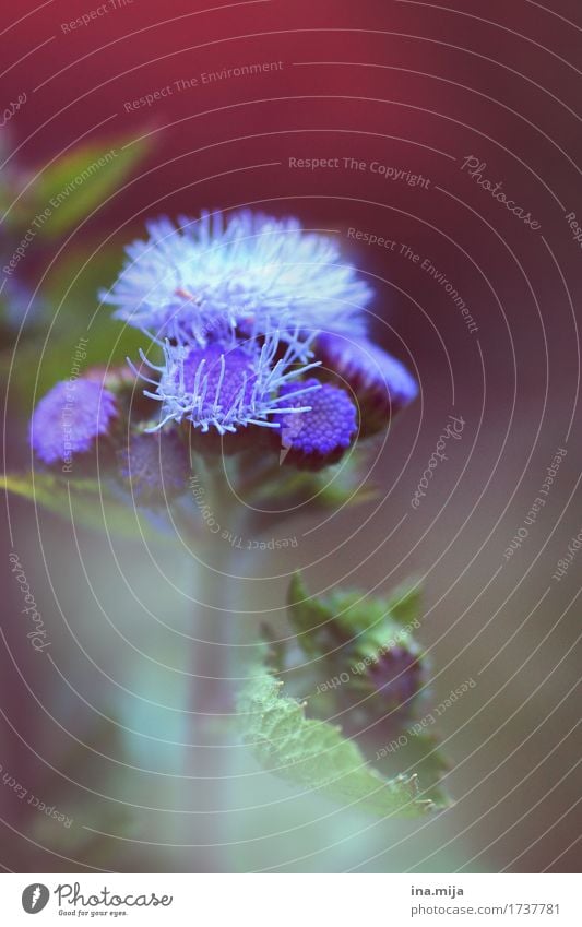 Gartenblume Umwelt Natur Sommer Pflanze Blume Blüte Wiese Blühend Duft Hoffnung Conoclinium coelestinum weich violett blau Sommerblumen Blütenknospen Blumenbeet