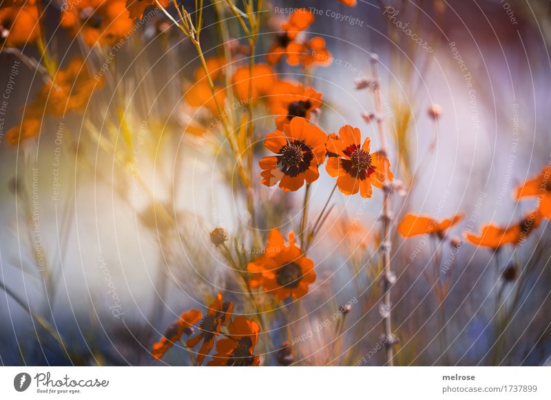 mit Leuchtkraft elegant Stil Geburtstag Natur Pflanze Sonnenlicht Sommer Schönes Wetter Blume Sträucher Wildpflanze Blütenpflanze Zweige u. Äste Gräserblüte