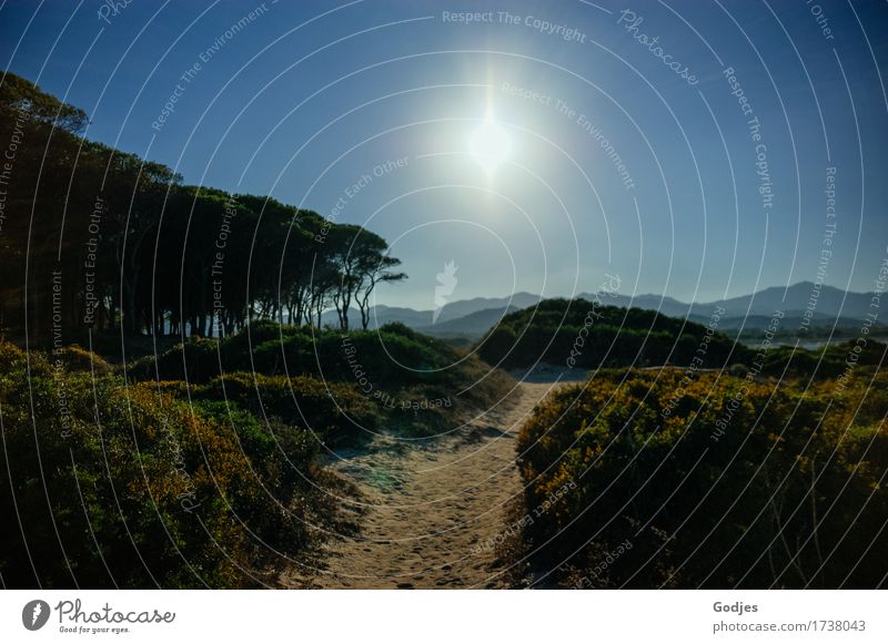 Panorama eines sardinischen Landstrichs, Weg durch Sträucher an Baumgruppe vorbei mit Blick auf Gebirge und die Sonne Umwelt Natur Wolkenloser Himmel