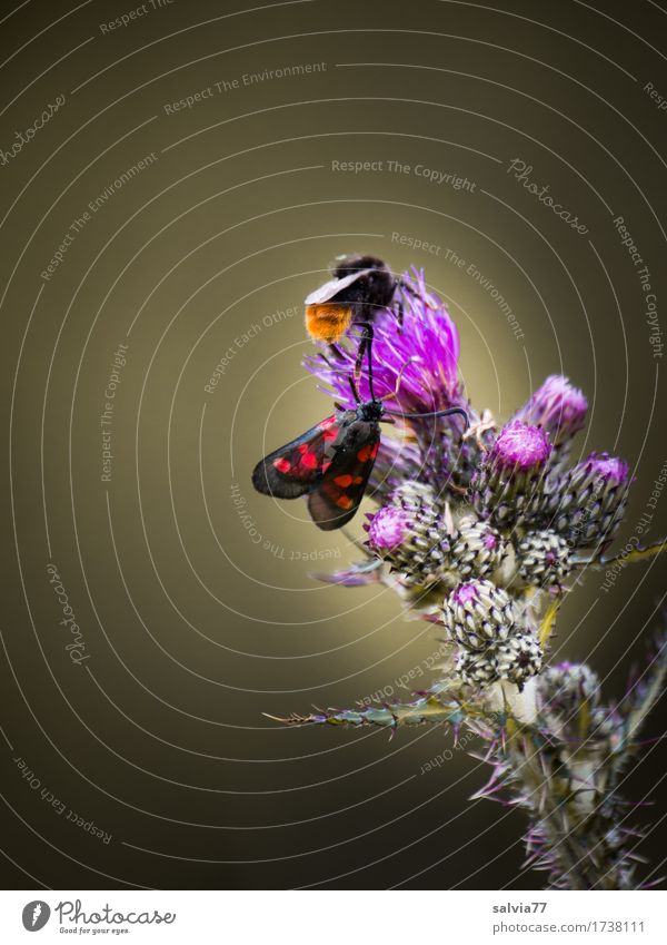 Platz für zwei? Umwelt Natur Pflanze Tier Sommer Blume Blüte Wildpflanze Distel Wildtier Schmetterling Hummel Widderchen Steinhummel 2 Duft krabbeln