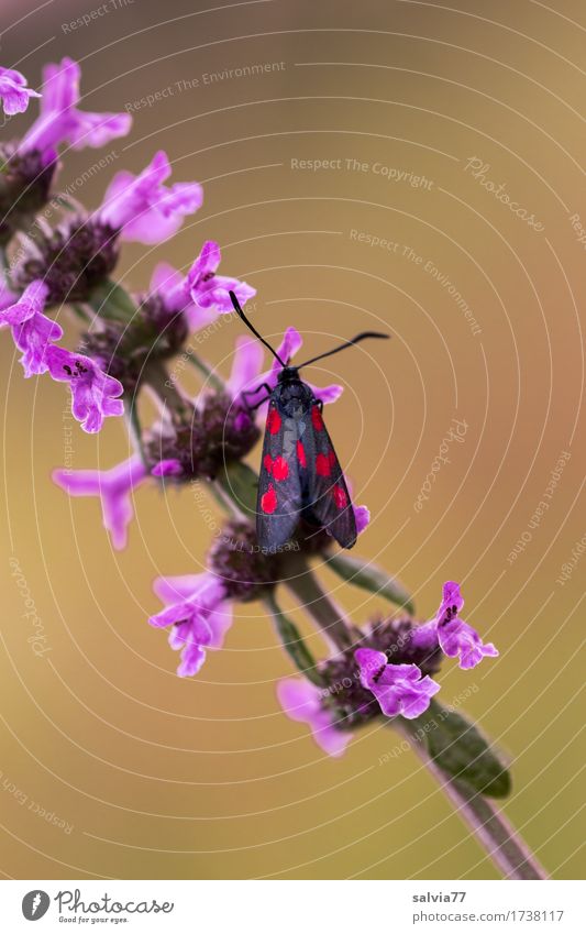 Sechsfleck Umwelt Natur Pflanze Tier Sommer Blume Blüte Wildpflanze Wildtier Schmetterling Flügel Insekt Widderchen Blutströpfchen Fühler 1 Blühend Duft