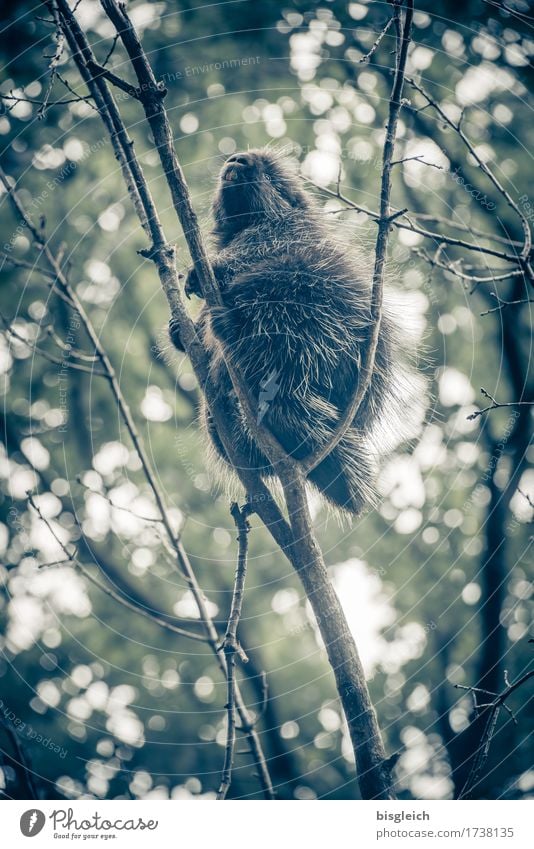 hoch hinaus! Baum Tier Wildtier Baumstachler 1 Blick sitzen stachelig grün Neugier Klettern Farbfoto Gedeckte Farben Außenaufnahme Tag Schwache Tiefenschärfe