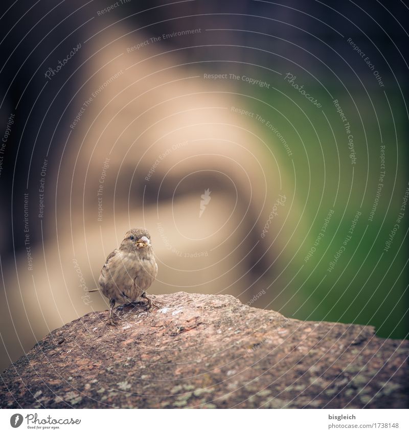 Noch ein Spatz Tier Vogel 1 Blick sitzen klein braun grau grün Farbfoto Gedeckte Farben Außenaufnahme Menschenleer Textfreiraum oben Tag Schwache Tiefenschärfe