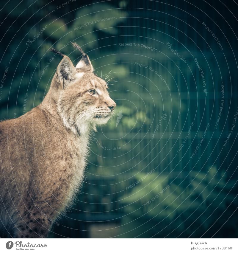 Luchs Tier Wildtier 1 Blick sitzen braun grün achtsam Wachsamkeit Farbfoto Gedeckte Farben Außenaufnahme Textfreiraum rechts Tag Schwache Tiefenschärfe