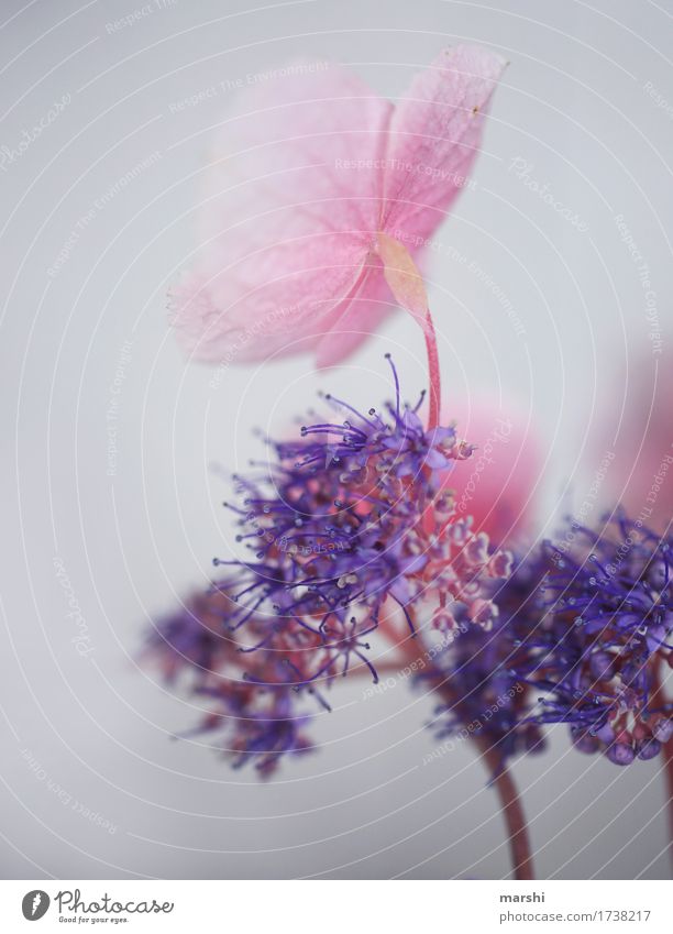 Hortensie Natur Landschaft Pflanze Sommer Blume Sträucher Blatt Blüte Garten Park Stimmung zart Hortensienblüte rosa violett fein Blühend Blütenpflanze Farbfoto