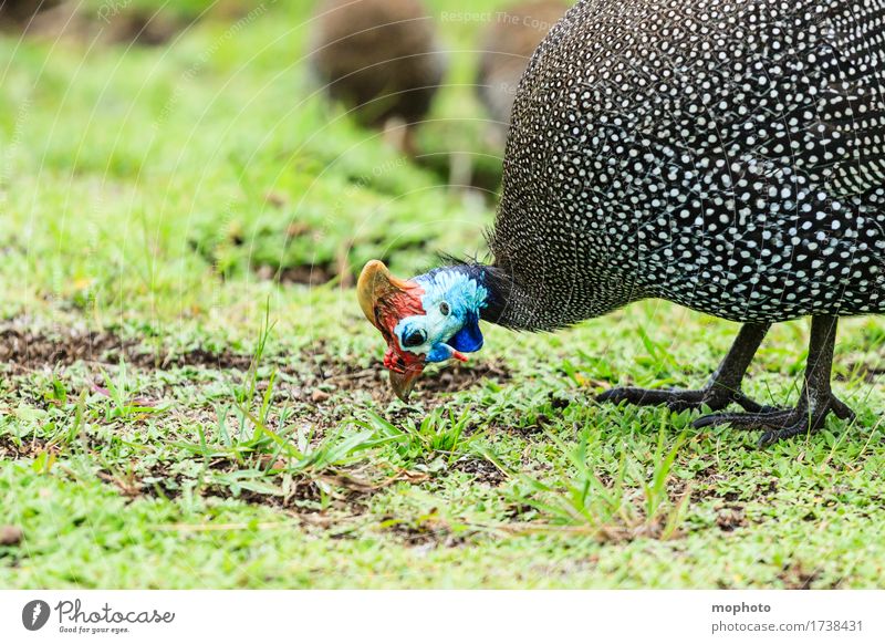 Helmperlhuhn Essen Ferien & Urlaub & Reisen Tourismus Umwelt Natur Pflanze Gras Wiese Tier Wildtier Tiergesicht 1 Tiergruppe Fressen blau rot schwarz weiß