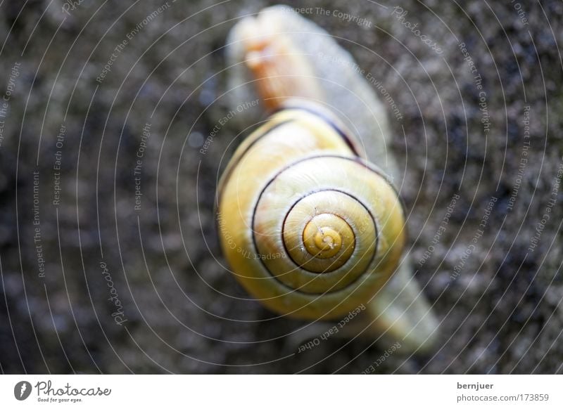 Schnegge Weinbergschnecken Schnecke braun schleimig Schneckenhaus Makroaufnahme Detailaufnahme Fühler Auge berühren Vorsicht feucht Appetit & Hunger Beton