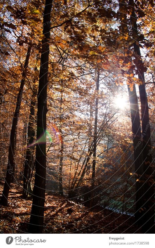 Breaking through 2 Zufriedenheit Erholung ruhig Freizeit & Hobby Freiheit Umwelt Natur Landschaft Sonne Sonnenaufgang Sonnenuntergang Sonnenlicht Herbst Baum