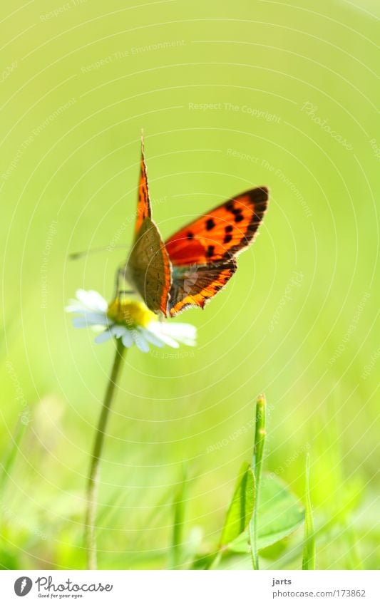 sonnenschein Farbfoto mehrfarbig Außenaufnahme Nahaufnahme Menschenleer Tag Sonnenlicht Schwache Tiefenschärfe Zentralperspektive Tierporträt Ganzkörperaufnahme