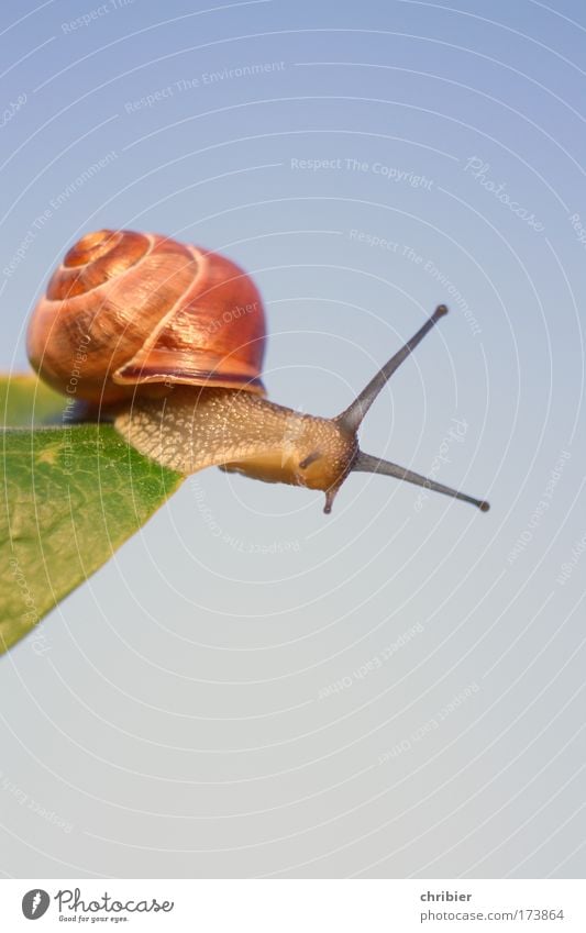 Vollbremsung!!! Farbfoto Außenaufnahme Nahaufnahme Makroaufnahme Natur Tier Wolkenloser Himmel Sommer Pflanze Schnecke Tiergesicht 1 beobachten berühren