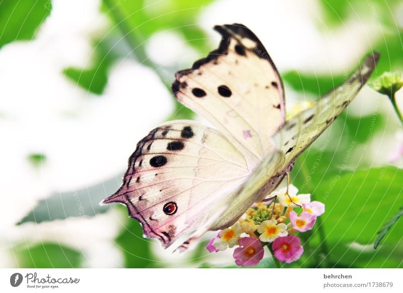 perlmutt Natur Pflanze Tier Baum Blume Sträucher Blatt Blüte Garten Park Wiese Wildtier Schmetterling Flügel 1 beobachten Erholung fliegen Fressen