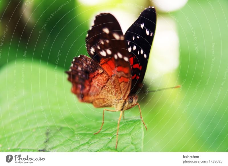 ...nachher Natur Pflanze Tier Baum Sträucher Blatt Garten Park Wiese Wildtier Schmetterling Tiergesicht Flügel 1 beobachten Erholung fliegen Fressen