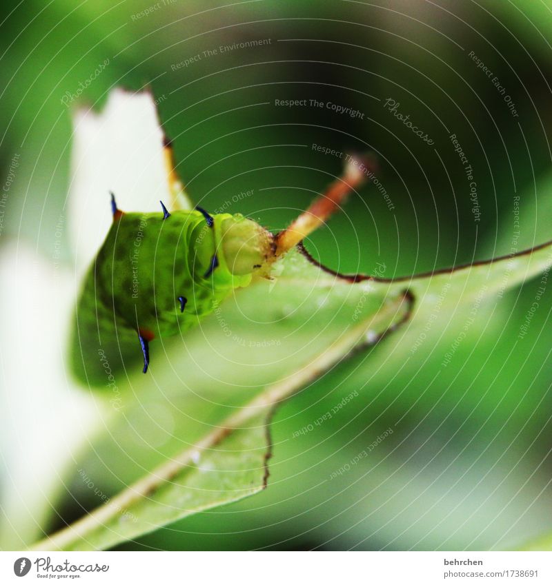 vorher... Natur Pflanze Tier Baum Sträucher Blatt Garten Park Wiese Wildtier Tiergesicht Raupe 1 Fressen außergewöhnlich dick exotisch klein Ekel Stachel grün