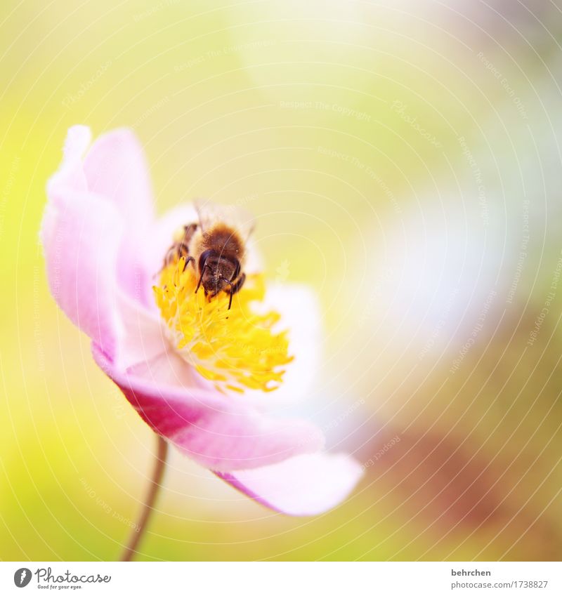 ane mönchen Natur Pflanze Tier Sommer Schönes Wetter Blume Blatt Blüte Herbstanemone Garten Park Wiese Wildtier Biene Tiergesicht Flügel 1 Blühend Duft Erholung