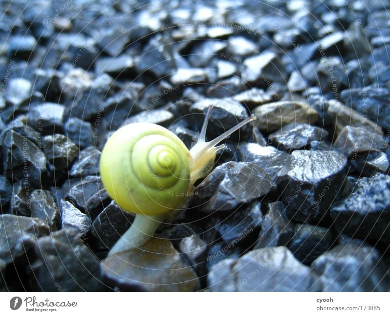 kein leichter Weg Schnecke Regen zerbrechlich Nahaufnahme Makroaufnahme Tier Weichtier Stein Straße Wege & Pfade fleißig Ausdauer weich Neugier feucht Ziel