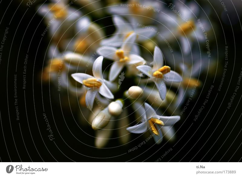 Purzeltagblümsche für xxxxcesxxxx Farbfoto Außenaufnahme Nahaufnahme Makroaufnahme Textfreiraum links Tag Umwelt Natur Tier Sommer Pflanze Baum Sträucher Blüte