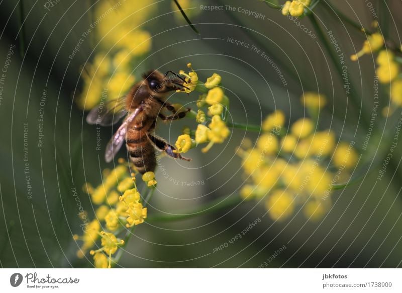 Biene auf Fenchelblüte Lebensmittel Ernährung Umwelt Natur Tier Sommer schlechtes Wetter Pflanze Blume Blüte Garten Nutztier Wildtier Tiergesicht Flügel 1