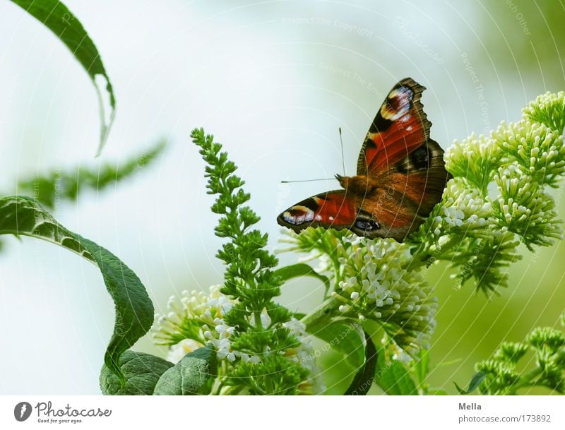 Schmetterdingens Umwelt Pflanze Tier Frühling Sommer Sträucher Sommerflieder Park Schmetterling Tagpfauenauge 1 sitzen frei Freundlichkeit schön natürlich grün