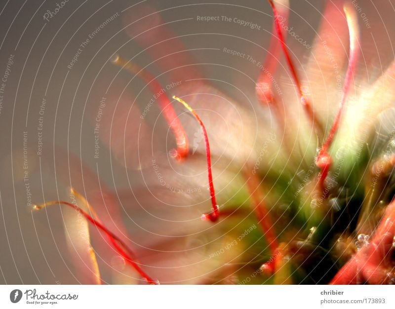 Feuerwerk... Farbfoto Außenaufnahme Lichterscheinung Schwache Tiefenschärfe Natur Pflanze Blume Blüte berühren Feste & Feiern leuchten schön Spitze stachelig