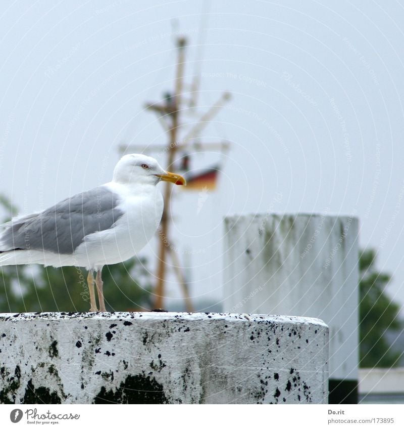 [KI09.1] Happy Birthday, ces! Tier Vogel sitzen Möwe Poller Mast Ostsee Möve Farbfoto Außenaufnahme