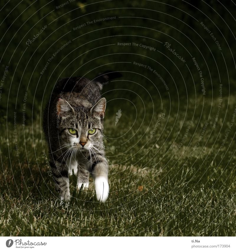 kleine Wildkatze Farbfoto Gedeckte Farben Außenaufnahme Textfreiraum oben Abend Garten Tier Haustier Wildtier Katze 1 entdecken Jagd Blick wandern ästhetisch