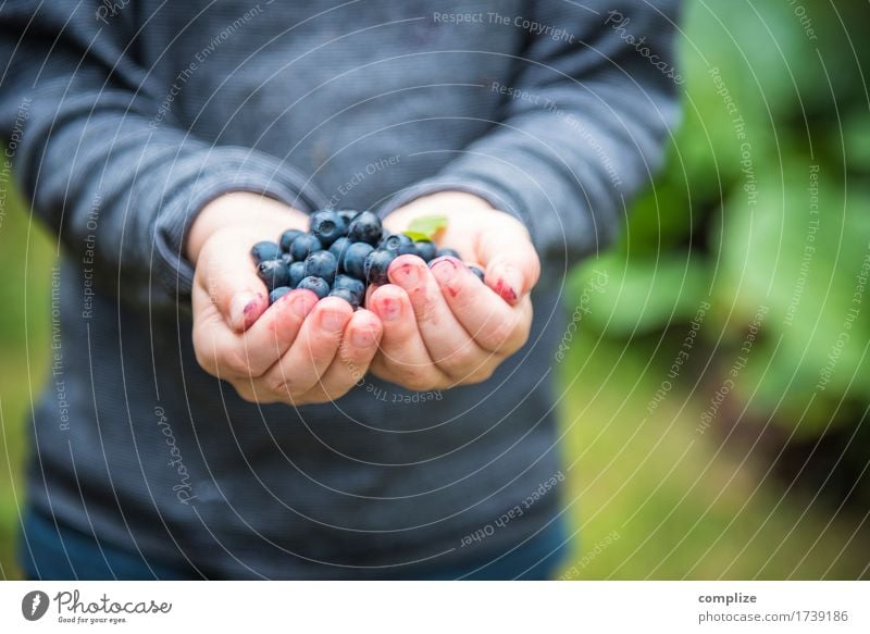 Frisch gepflückte Blaubeeren in Kinderhand Lebensmittel Frucht Dessert Marmelade Ernährung Picknick Bioprodukte Vegetarische Ernährung Gesundheit