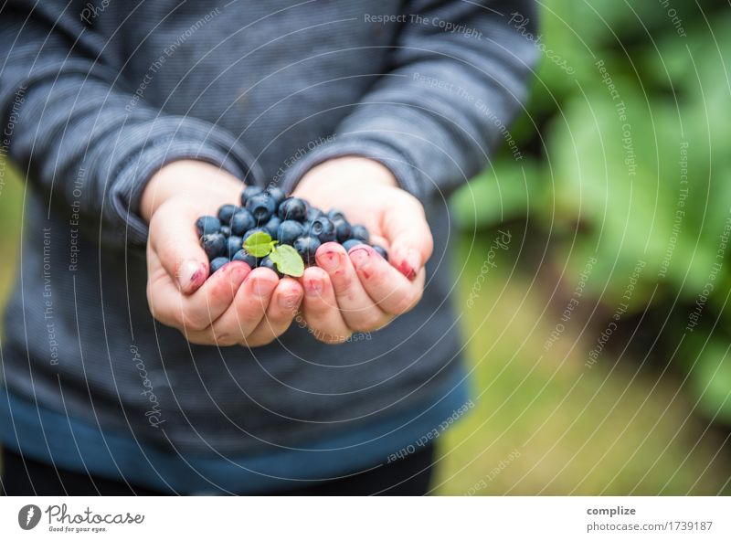 Blaubär Lebensmittel Frucht Blaubeeren Ernährung Essen Picknick Bioprodukte Vegetarische Ernährung Diät Gesundheit Gesunde Ernährung Zufriedenheit Kind Schule