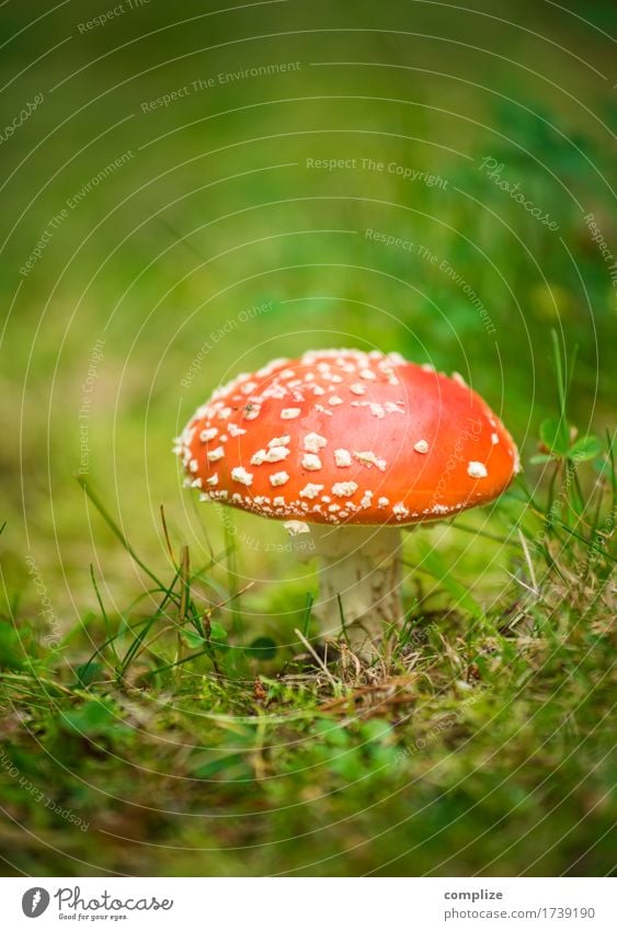 Fliegenpilz Lebensmittel Ernährung Gesundheit Umwelt Natur Pflanze Klima exotisch Garten Wiese Feld Wald Pilz Giftpflanze gepunktet Detailaufnahme