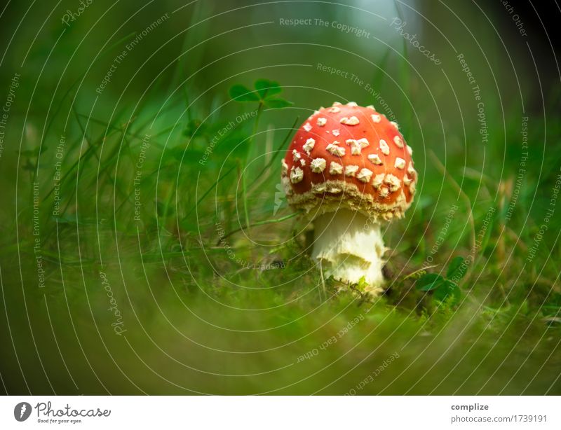 Pilz mit Punkten Lebensmittel Gesundheit Gesunde Ernährung Idylle Fliegenpilz klein Gift giftpilz Märchen Pflanze Wald Wiese Makroaufnahme Gras Halm Klee Park