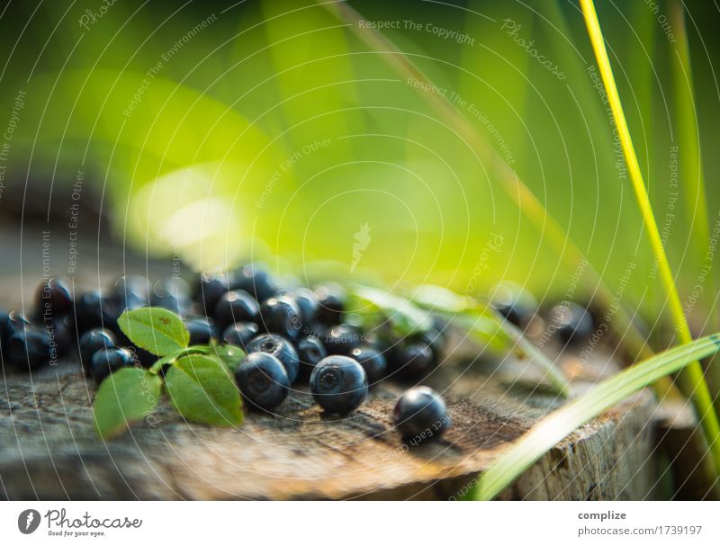 Blaubeeren Lebensmittel Frucht Kuchen Ernährung Essen Frühstück Mittagessen Picknick Bioprodukte Vegetarische Ernährung Pflanze Gras Sträucher Erholung genießen