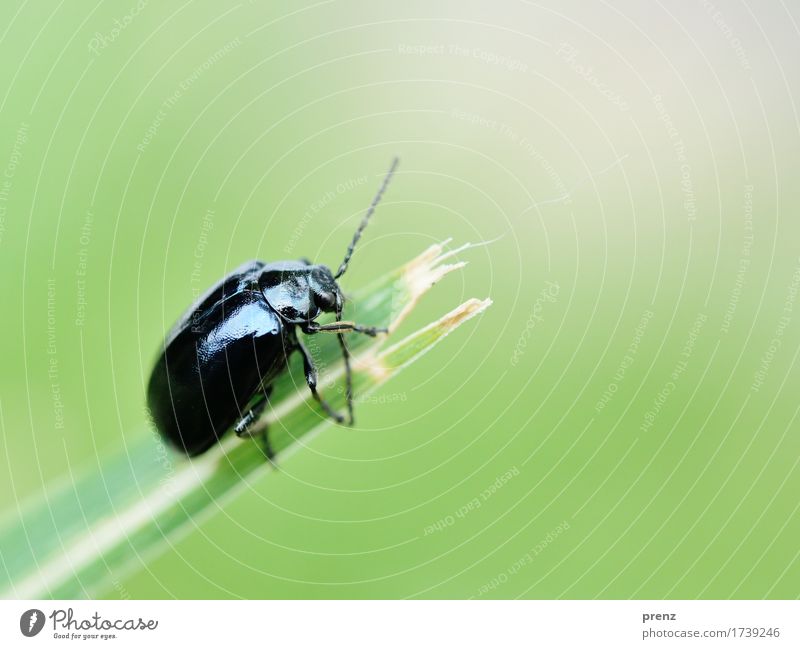 Am Ende Umwelt Natur Tier Frühling Sommer Schönes Wetter Gras Wildtier Käfer 1 grün schwarz Fühler Facettenauge Klettern Halm sitzen Insekt Makroaufnahme