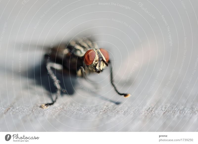 Am Start Umwelt Natur Tier Wildtier Fliege Tiergesicht 1 braun grau Facettenauge sitzen Insekt Farbfoto Außenaufnahme Nahaufnahme Detailaufnahme Makroaufnahme