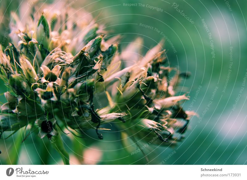 Pflanzending Farbfoto Außenaufnahme Menschenleer Tag Schatten Kontrast Schwache Tiefenschärfe Zentralperspektive Natur Sommer Dürre Gras Sträucher Grünpflanze