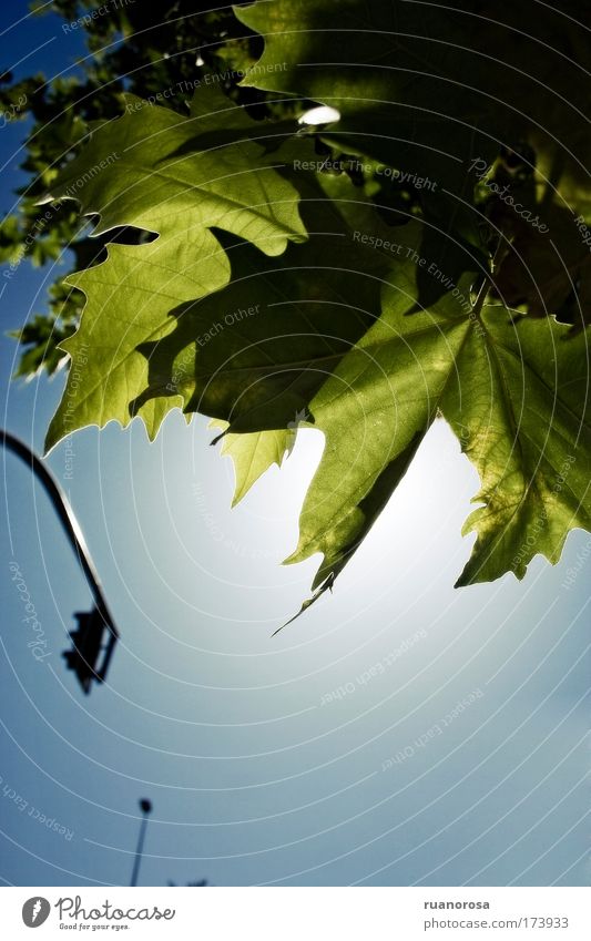 Farbfoto Außenaufnahme Detailaufnahme Menschenleer Licht Kontrast Silhouette Sonnenlicht Gegenlicht Umwelt Pflanze Luft Himmel Sommer Baum Blatt Park schön blau