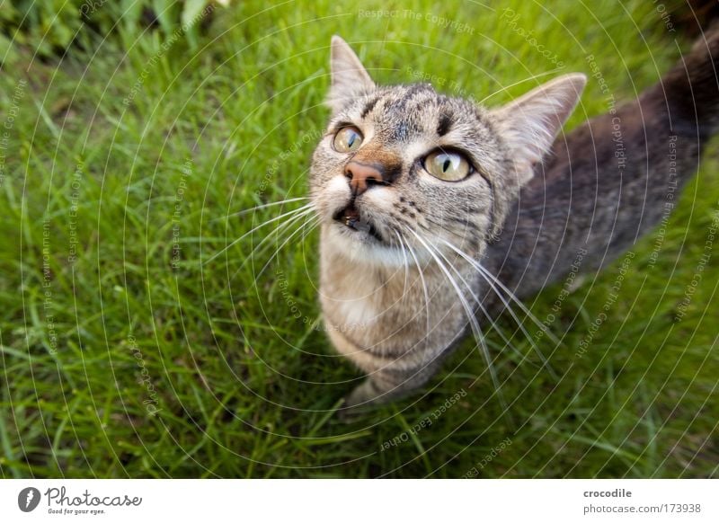 Neugierig Farbfoto Außenaufnahme Detailaufnahme Experiment abstrakt Textfreiraum links Tag Starke Tiefenschärfe Vogelperspektive Weitwinkel Tierporträt Blick