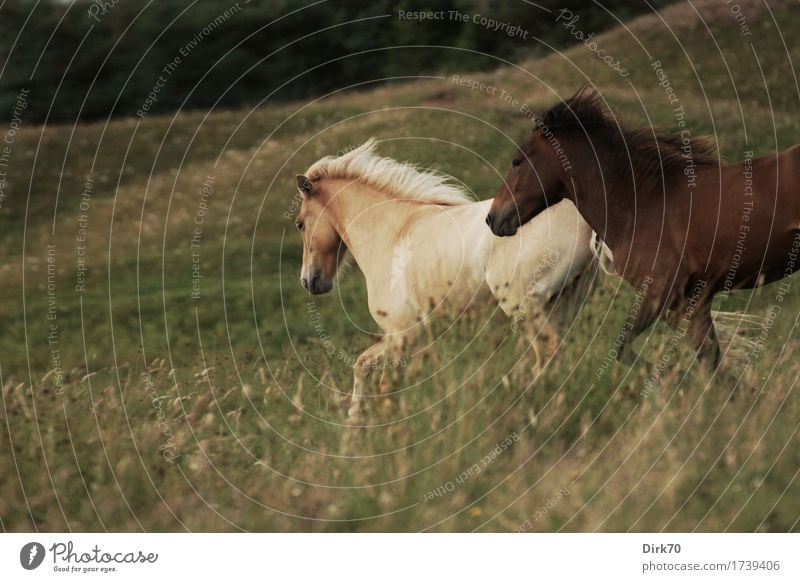 Wild Horses Natur Gras Wiese Düne Weide Tier Haustier Nutztier Pferd Pony Island Ponys Falbe Brauner 2 kämpfen rennen toben frei natürlich wild Kraft Mut