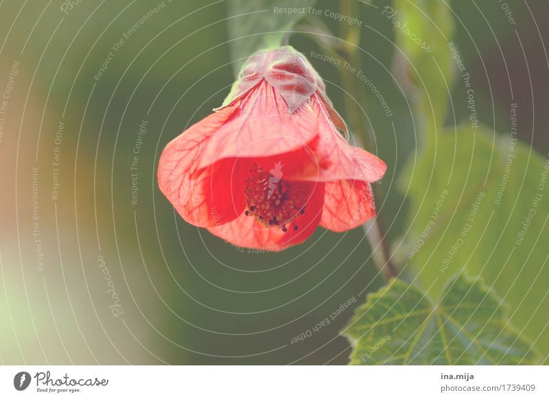 rotes Hütchen Umwelt Natur Pflanze Frühling Sommer Schönes Wetter Blume Blatt Blüte Grünpflanze Topfpflanze exotisch Garten Park Treue Gelassenheit ruhig