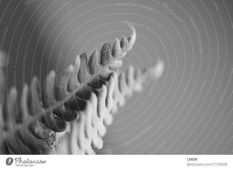 Farn Umwelt Natur Pflanze Wald grau einfach Strukturen & Formen Blatt zart Schwarzweißfoto Nahaufnahme Detailaufnahme Textfreiraum rechts Textfreiraum oben