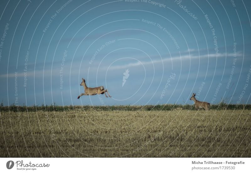 Rehe im Sprung Jagd Natur Tier Himmel Wolken Schönes Wetter Feld Wildtier 2 Tierpaar rennen Bewegung laufen springen elegant hoch natürlich Geschwindigkeit wild