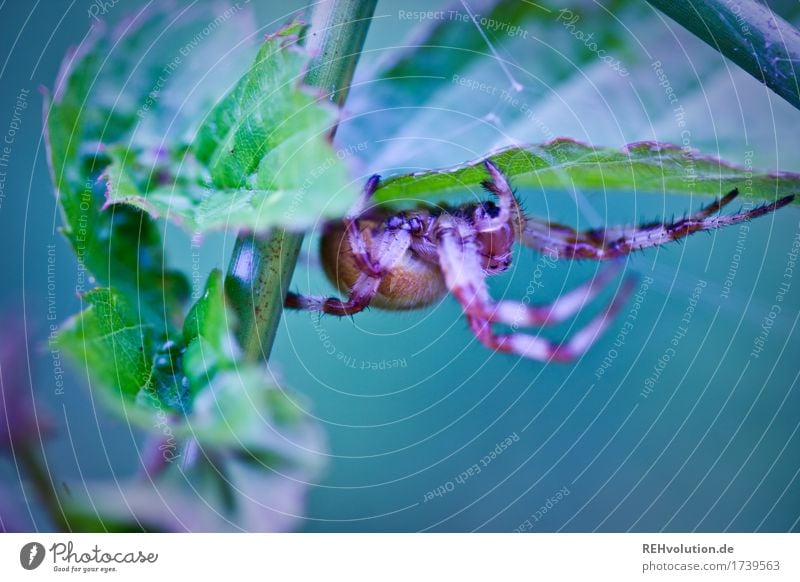 Spinne Umwelt Natur Landschaft Tier Pflanze Blatt Grünpflanze Wildtier 1 außergewöhnlich exotisch gruselig Gefühle Angst Entsetzen gefährlich Respekt Farbfoto