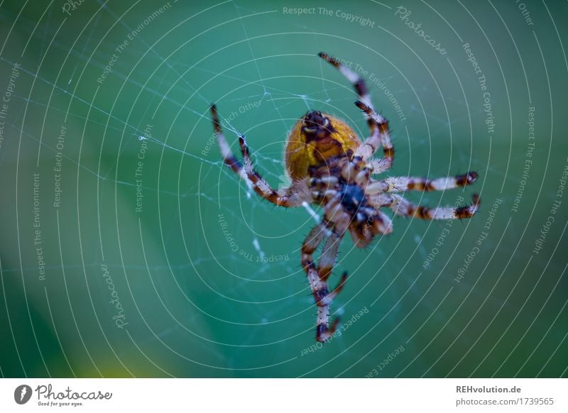 Spinne Umwelt Natur Tier Wildtier 1 beobachten Ekel gruselig grün Angst Entsetzen Schüchternheit Respekt Farbfoto Außenaufnahme Nahaufnahme Detailaufnahme