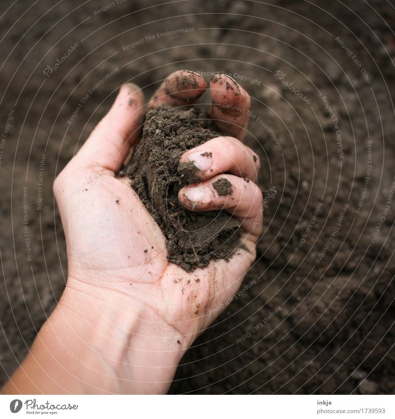 handvoll Gartenarbeit Erwachsene Leben Hand 1 Mensch Natur Urelemente Erde festhalten dreckig natürlich weich braun Sinnesorgane Graben nehmen matschen Farbfoto