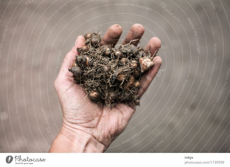 Blüht bunt Gartenarbeit Hand 1 Mensch Frühling Sommer Herbst Knollengewächse festhalten dreckig klein viele braun zeigen Haufen einfach Farbfoto Gedeckte Farben