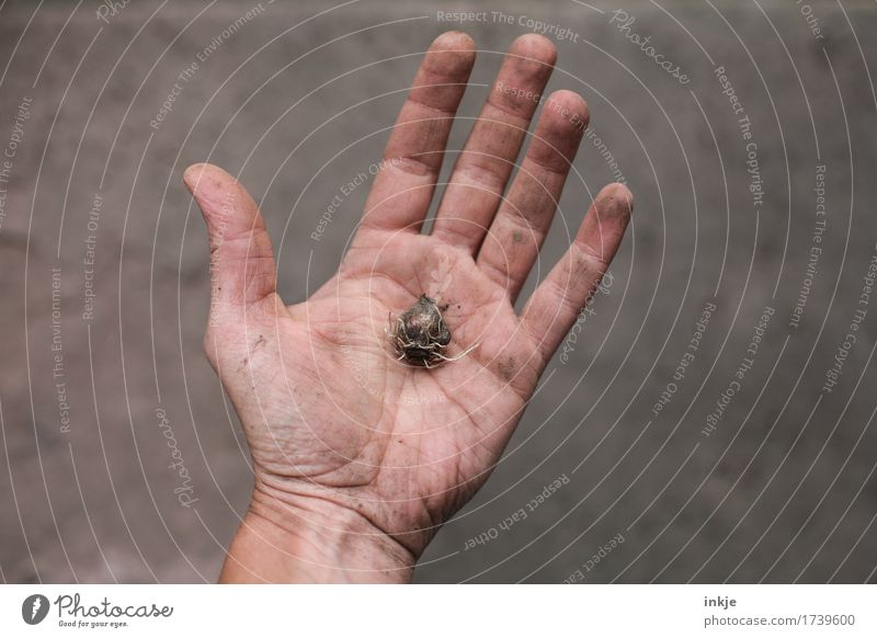 Blüht blau Hand 1 Mensch Frühling Sommer Herbst Knollengewächse festhalten dreckig klein natürlich braun einzeln Handfläche Wachstum Gartenarbeit Farbfoto