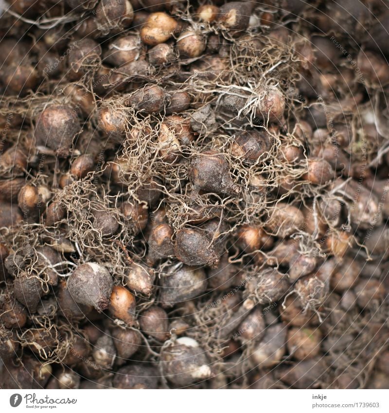 Blumenzwiebeln Frühling Sommer Herbst Knollengewächse viele braun Natur rein Haufen ansammeln voll Gartenarbeit trocken Farbfoto Außenaufnahme Nahaufnahme