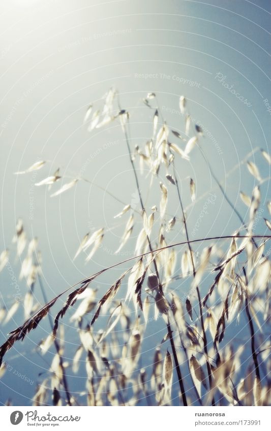 Farbfoto Außenaufnahme Menschenleer Tag Natur Pflanze Urelemente Himmel Sonnenlicht Wildpflanze Umwelt blau Feld Saatgut